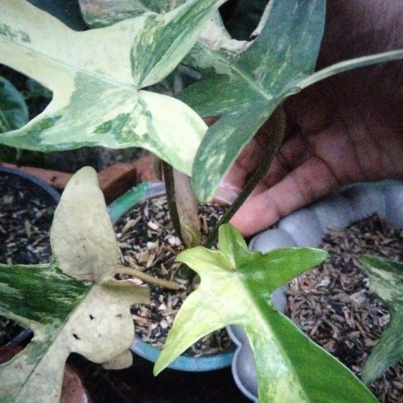 flobe variegata 4 daun