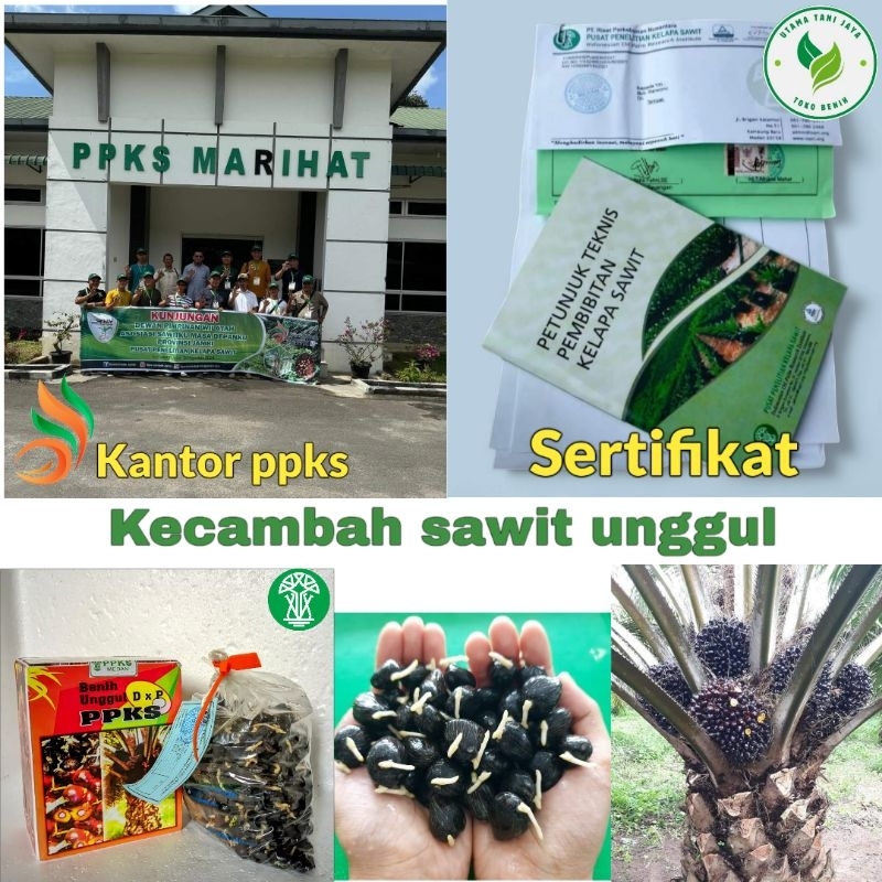 Bibit benih sawit unggul bersertifikat 250 butir