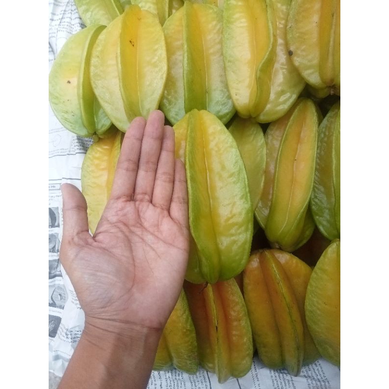 

Belimbing Bangkok Merah Manis Superan 1kg