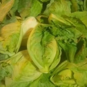 

keciwis /comeo fresh