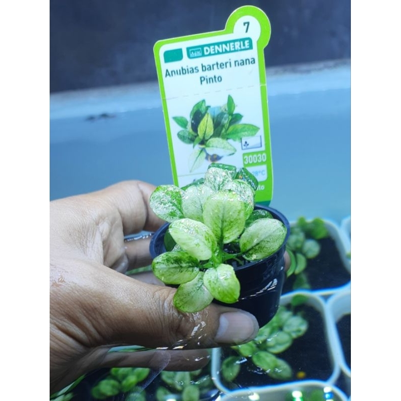 Anubias Pinto Dennerle Remaja.
