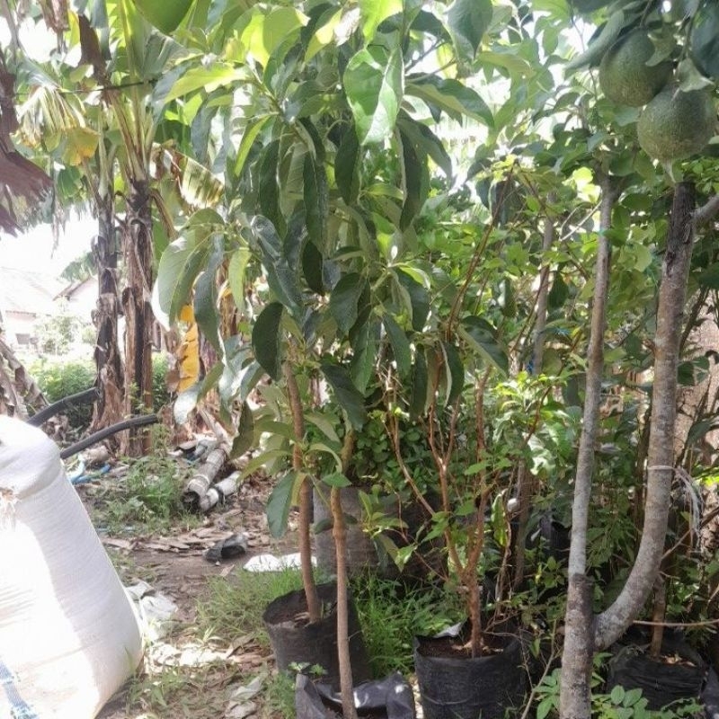 tanaman alpukat miki 1 meter batang besar