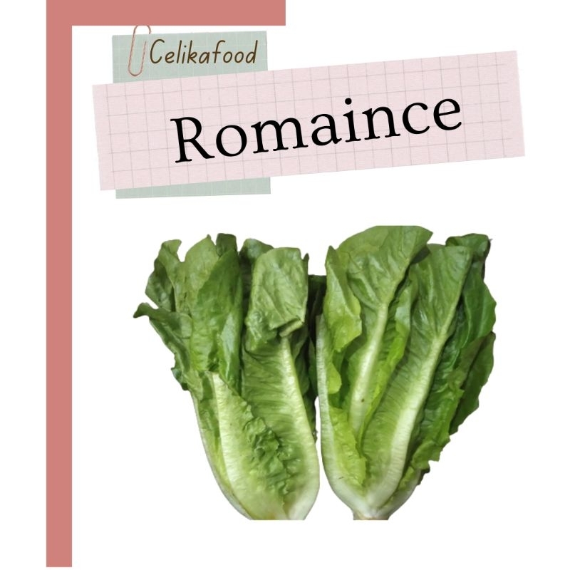 

Romaince 250gr Leaf Lettuce Romaince Romence Romen Sayuran Salada Sayur Salad Fresh