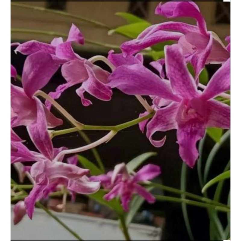 Anggrek Jadulan / Dendrobium Superbiens