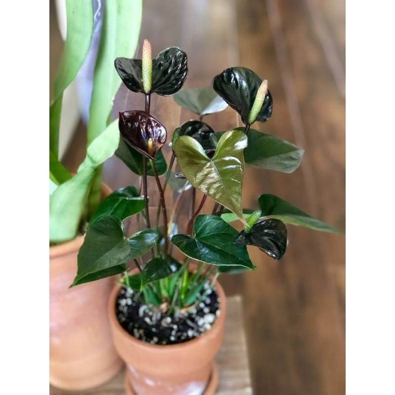tanaman hias bunga anturium Mikymouse paris black - anturium bunga