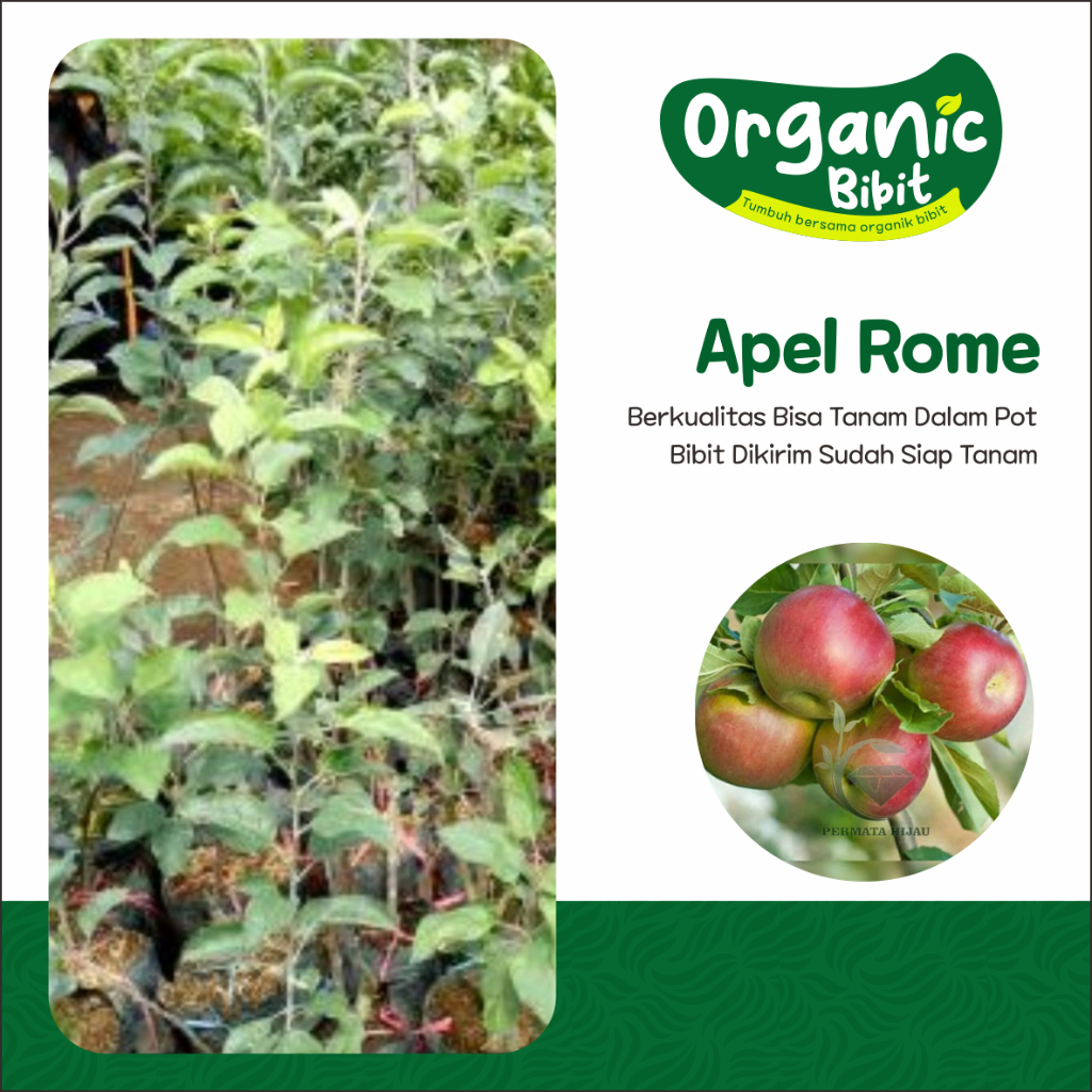 Bibit Apel Malang Red Rome Beauty Asli Okulasi