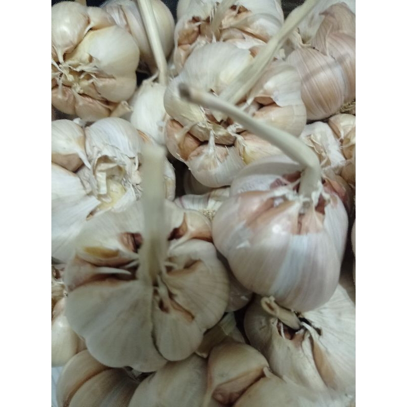 

Bawang Sinco Murah 500gr atau 1/2kg harga 21.000