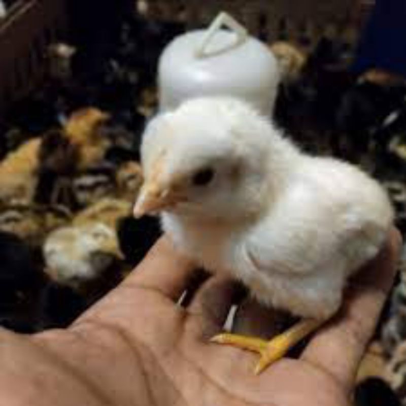 

telor tetas ayam elba 10 butir