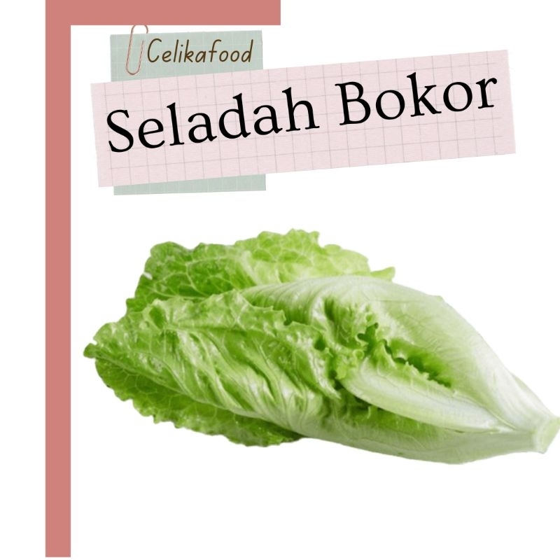 

Saladah Bokor 250gr Seladah Keriting Salad Sayur Lalaban Fresh Masakan