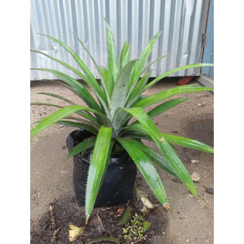 

bibit nanas madu tobah