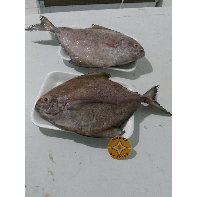 

Ikan Bawal Hitam Super 500Gr