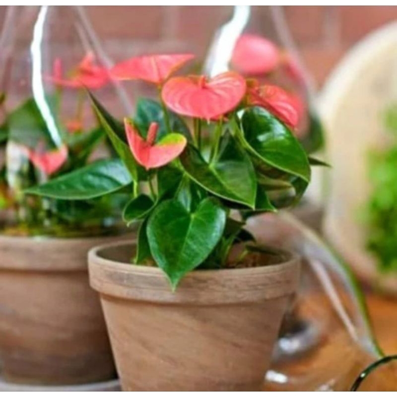 Tanaman hias bunga anthurium mini / Anthurium mickey mouse mini