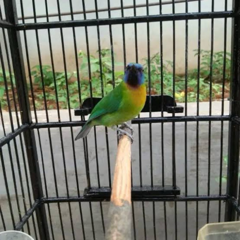 CUCAK KINOY JANTAN (cungko lokal) pilihan rajin bunyi