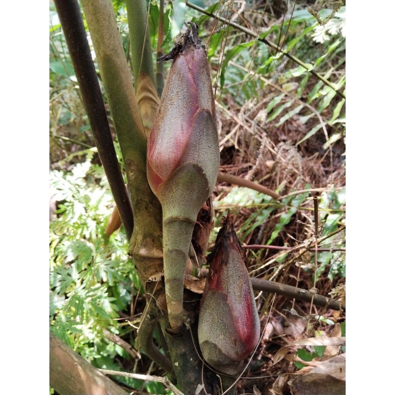 

buah golobe/pining hutan herbal super 500grm