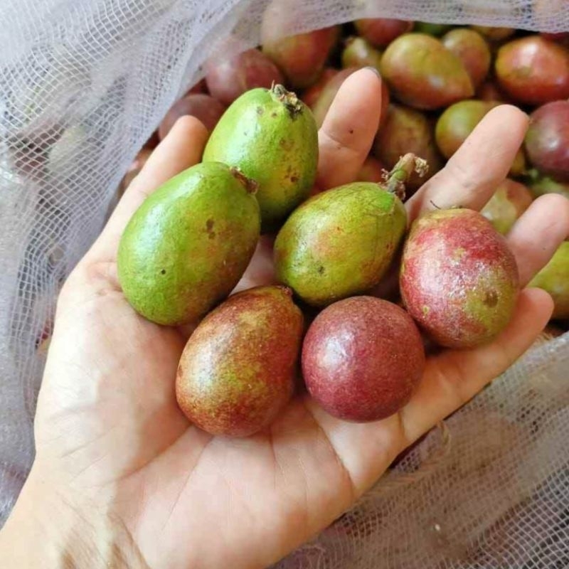 

Buah Matoa khas Papua 2 Kilogram Fresh