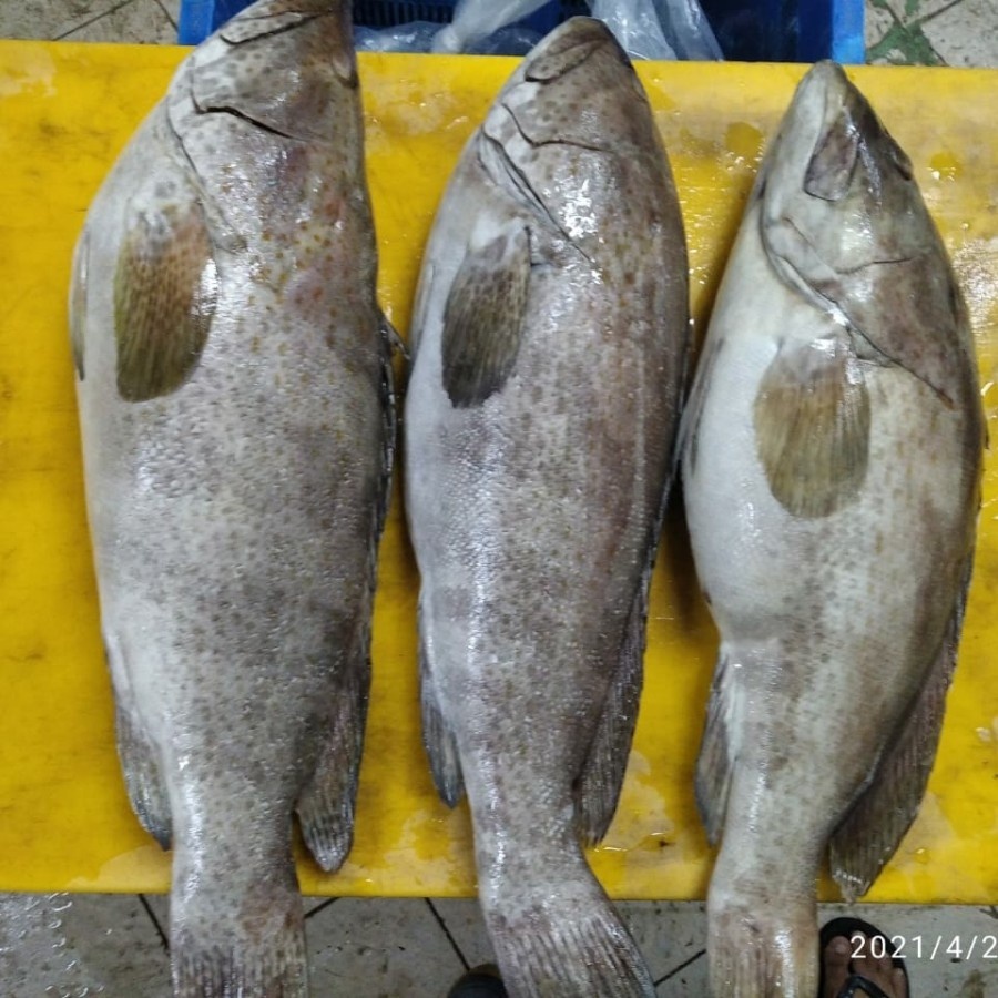 

Ikan Kerapu/Kerapu Segar 1KG