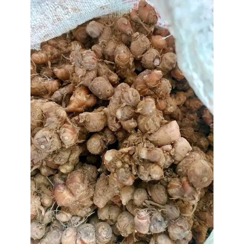 

Kencur segar 1kg kencur jawa kencur fresh kencur jamu | kencur bahan seblak