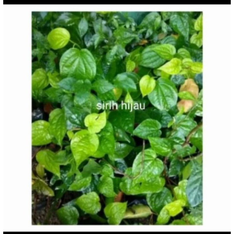 

Daun Sirih Hijau Segar Freshh Per 1kg