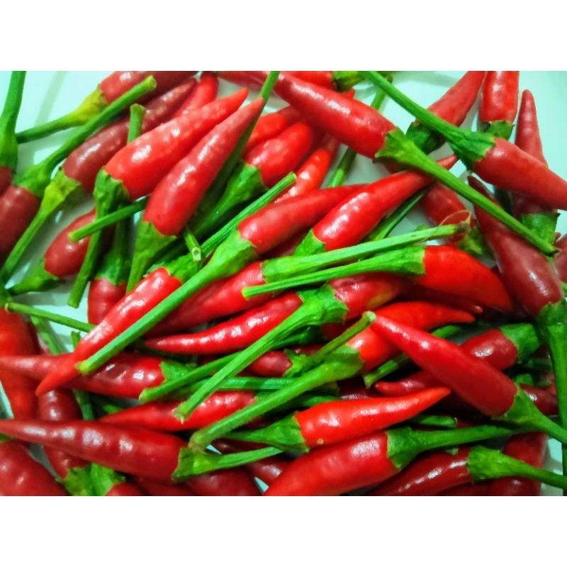

Cabe Rawit Merah Caplak 500 g