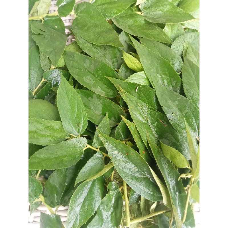 

daun kersen segar 250gram