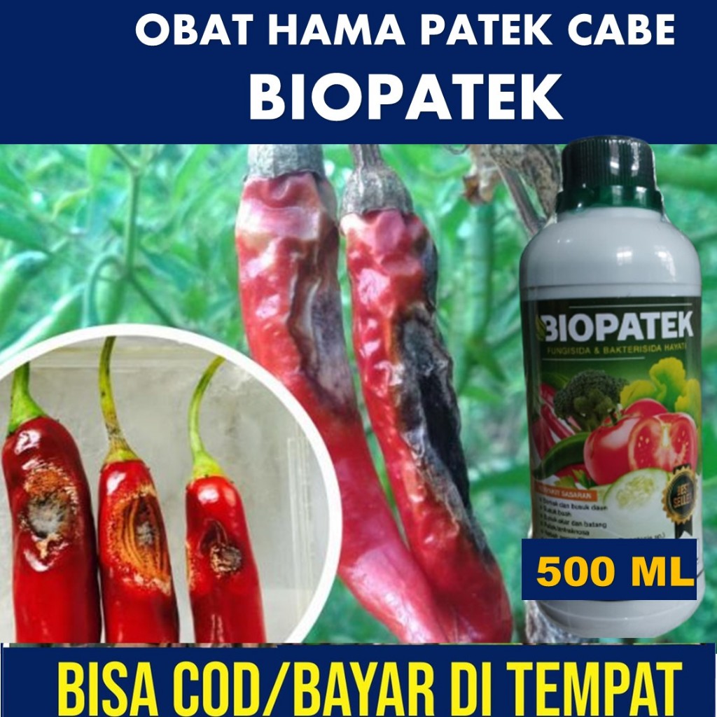 PROMO BIOPATEK OBAT PATEK CABE AMPUH, Obat Patek Cabai Alami, Mengatasi Patek Tanaman Cabai Mujarab