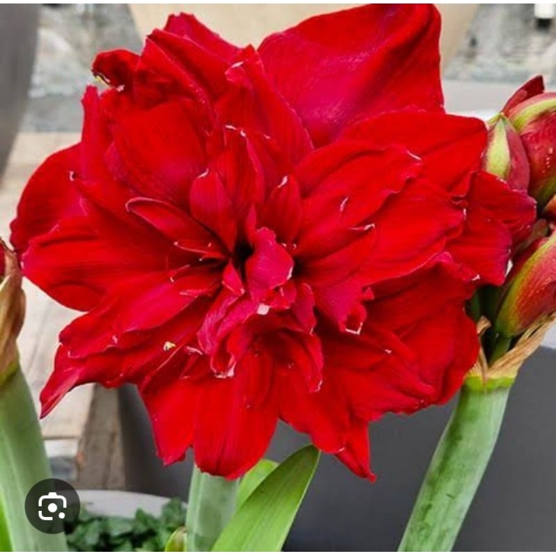 umbi Anakan amaryllis Scarlett Belle Asli import Bakung hujan amarilis