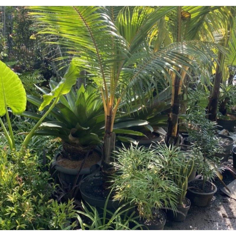 Bibit kelapa gading tinggi 2 meter daun+pohon kelapa kuning