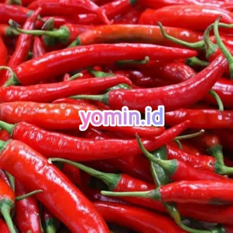 

Cabe Gembung/ Cabe Merah Besar/ Cabe Dendeng