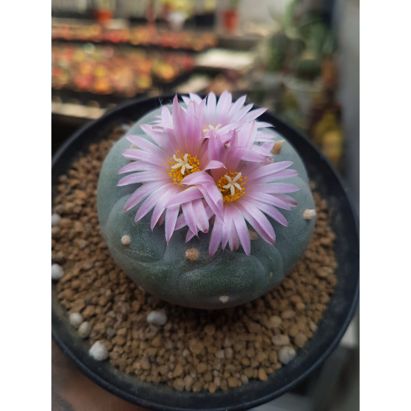 Lophophora yatagai