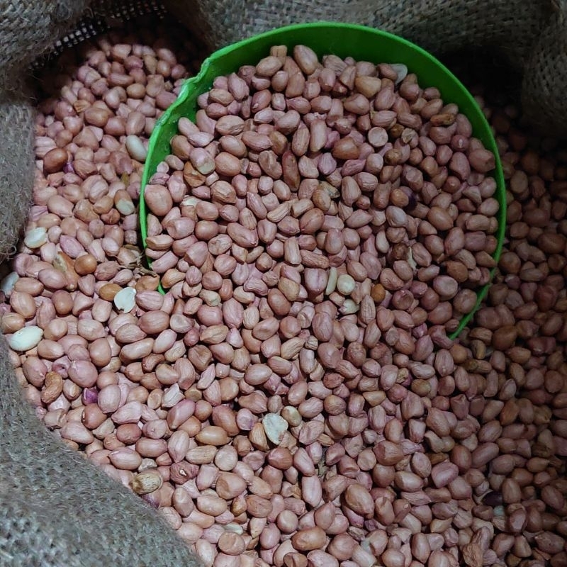 

kacang tanah 1 kg