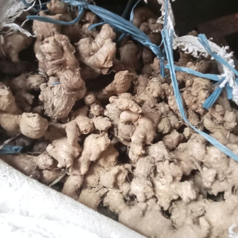 

jahe emprit Jawa super (malang)