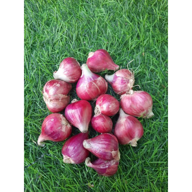 

bawang brebes super 500gr