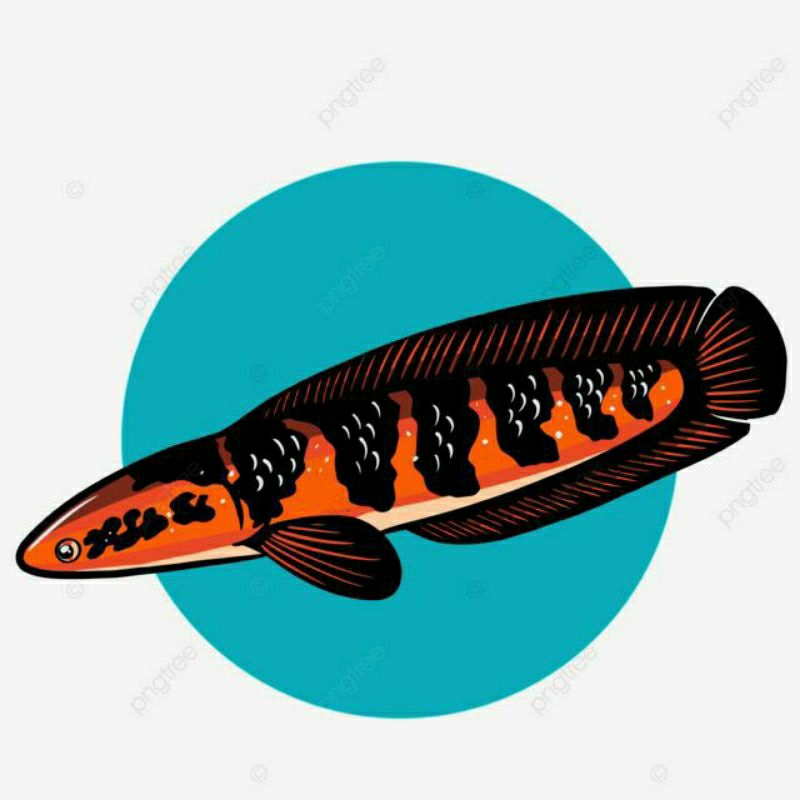 stiker Channa Red Barito 10-11cm