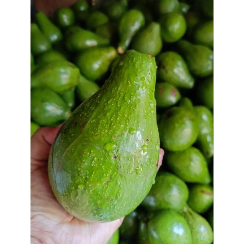 

Alpukat Mentega 1 kg