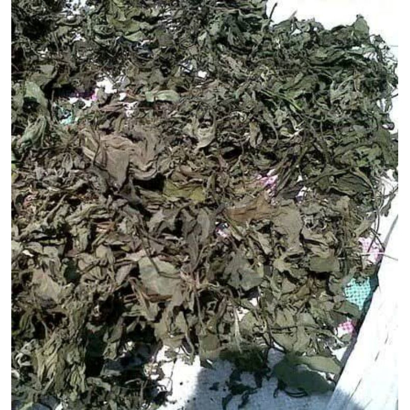

Daun Tempuyung kering 100 gram Tanpa Akar