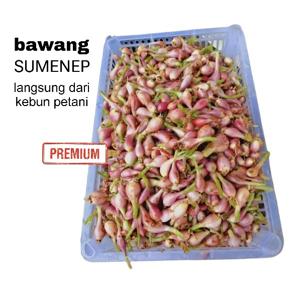 

Bawang sumenep segar premium langsung dari kebun petani - bumbu rempah segar dan fresh