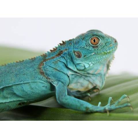 Kartu Iguana Blue Biru - bukan green yellow red kuning albino panana gecko tegu