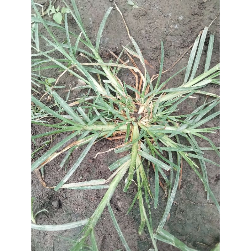 

rumput paragis segar
