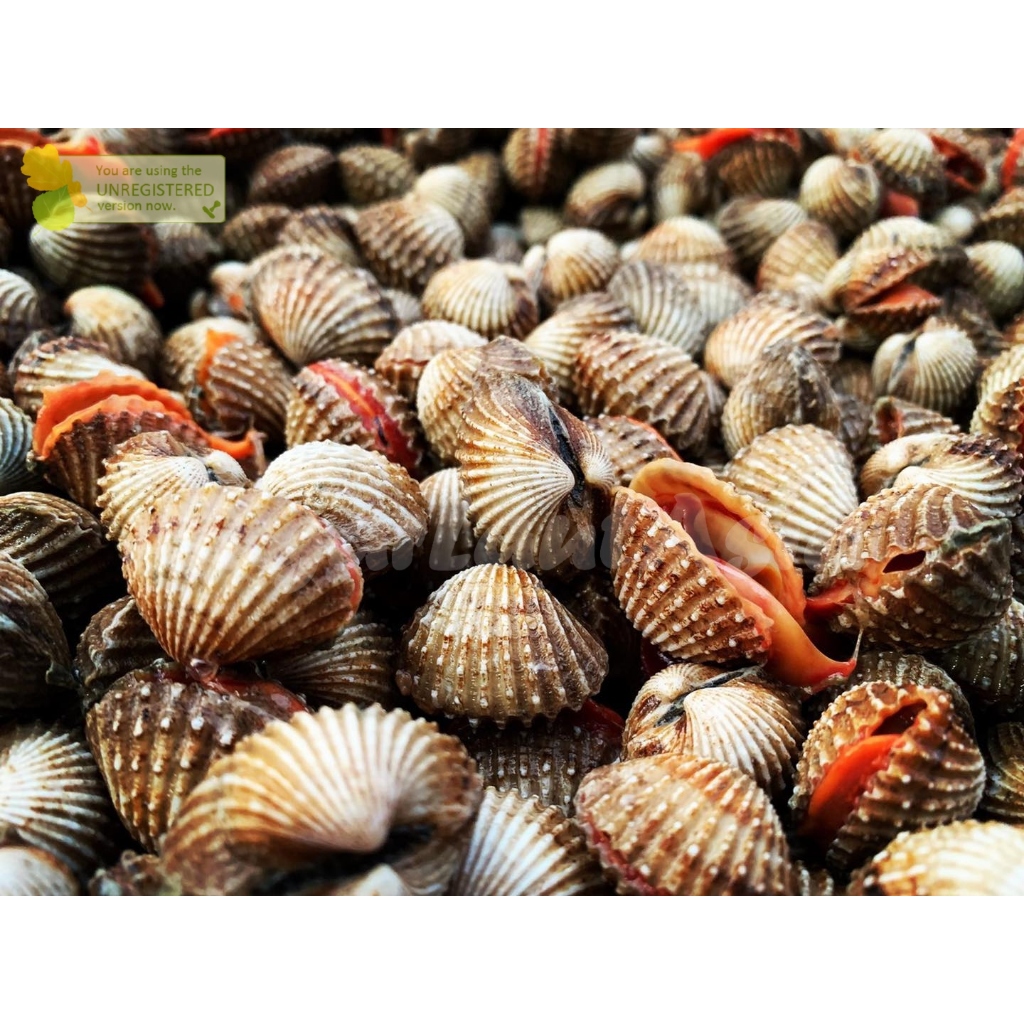 

Kerang Dara Segar Kerang Darah Utuh Seafood Kerang Laut Segar 1Kg