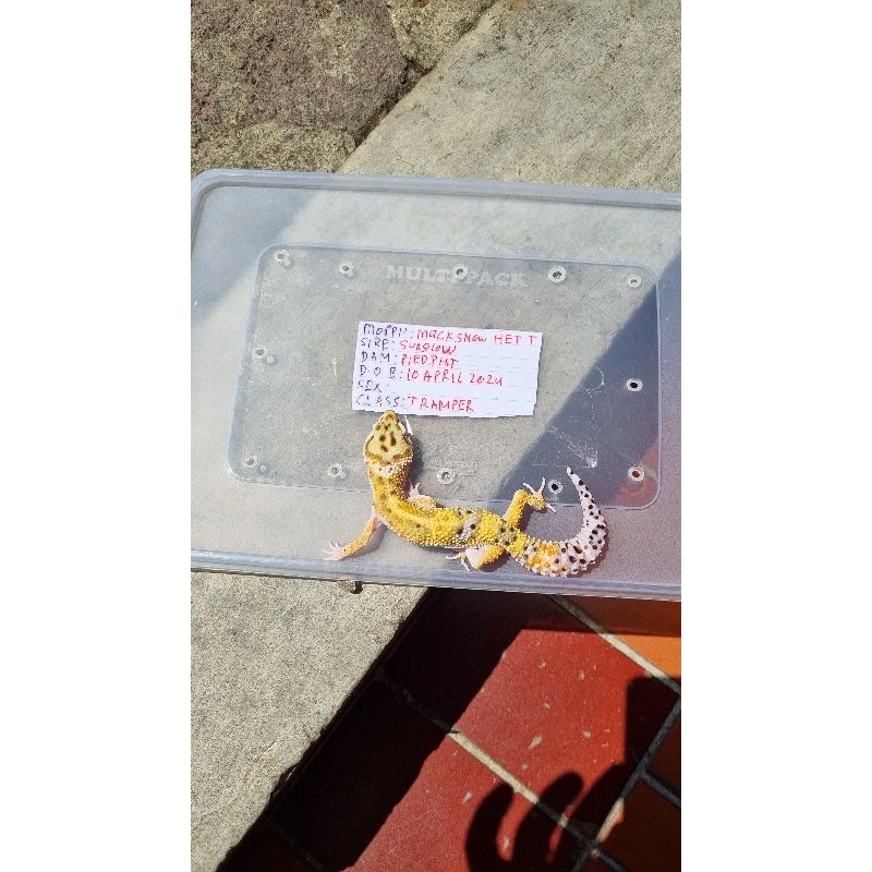 kartu leopard gecko betina macksnow pajangan