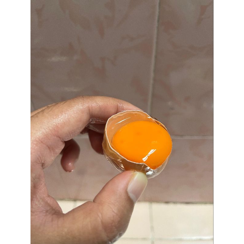 

TELUR OMEGA 3