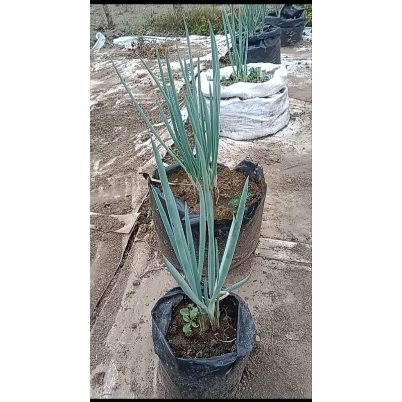 

Daun Bawang Segar 250 gr