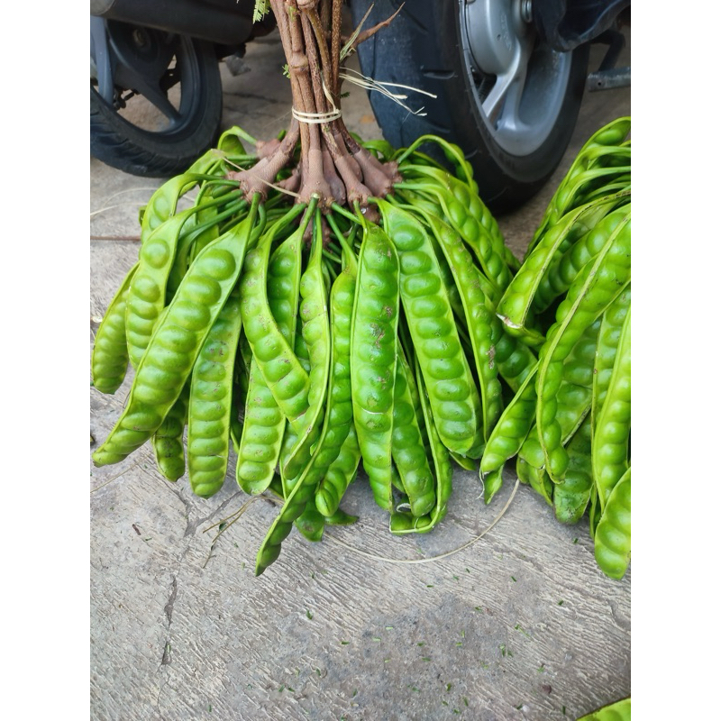 

PETE PENDEK ISI 10lonjor/keris/papan FRESH baru petik