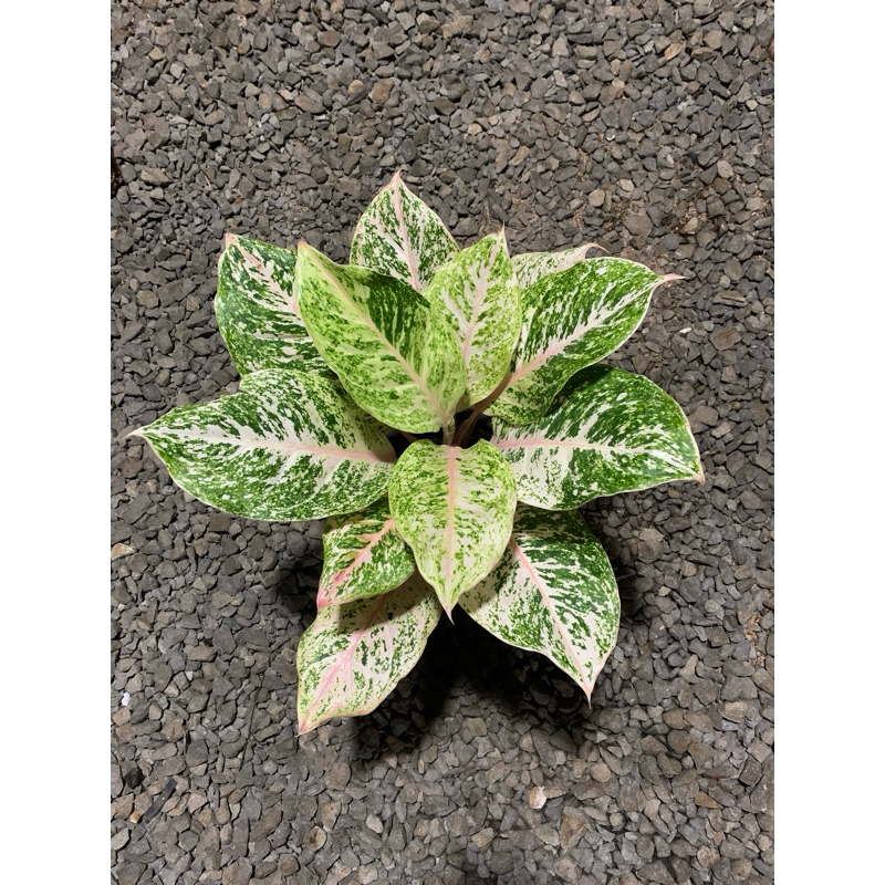 aglonema bidadari dewasa