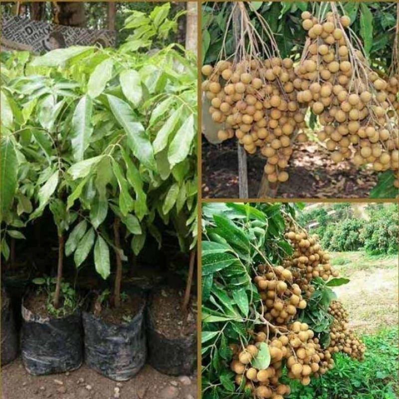 Bibit Kelengkeng New Cristal asli tanaman buah hasil okulasi super genjah