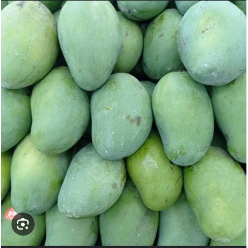 

Mangga gadung/Mangga harumanis