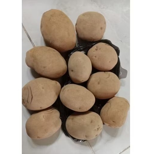 

Caby_Snacks Kentang kiloan Termurah Langsung Dari Petani Pasuruan