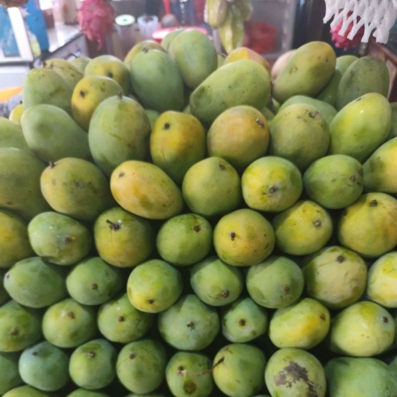 

mangga harumanis sedang