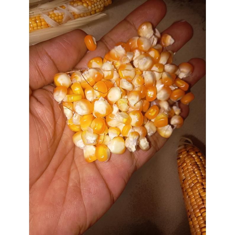 

Pipil jagung 1kg