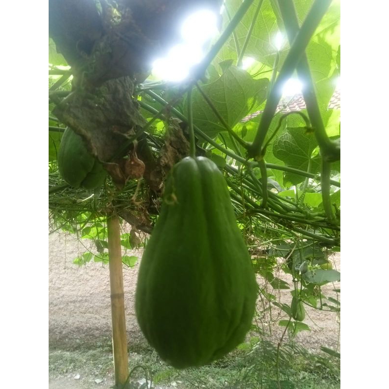 

labu siam , labu cina